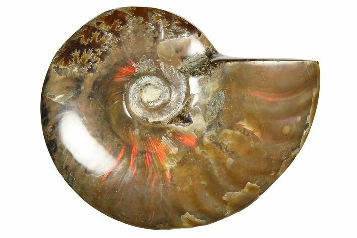 Red Flash Ammonite Fossil - Madagascar #187252